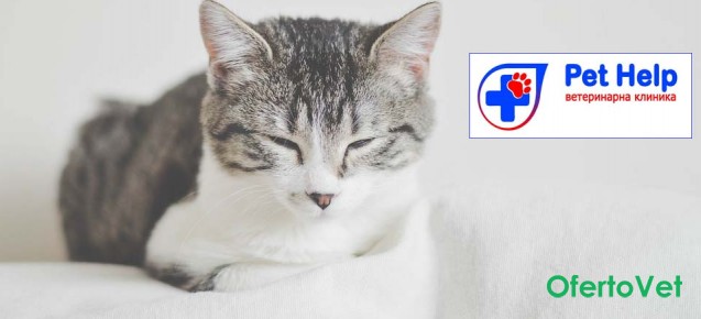 Кастрация на женска котка с кръвни изследвания, които включват : Пълна кръвна картина и 10 показатели на вътрешни органи от Ветеринарна клиника 