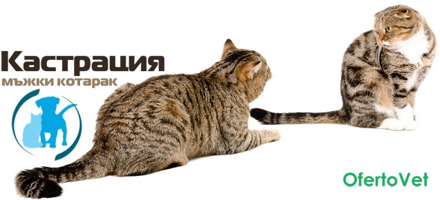 Кастрация на МЪЖКА котка от ВК 