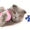 Кастрация/стерилизация на МЪЖКА/ЖЕНСКА котка + венозна анестезия от Ветеринарна клиника СИТИ