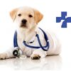 Кастрация на куче + венозна анестезия на цени от 122 лв. от Ветеринарна клиника СИТИ