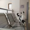 Преглед + годишна ваксинация на котка от Ветеринарна клиника СИТИ