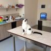 Преглед + годишна ваксинация на котка от Ветеринарна клиника СИТИ