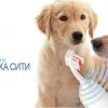 Пълен пакет: Преглед, почистване на зъбен камък  на куче + анестезия на цени от 120 лв. от Ветеринарна клиника СИТИ