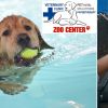 Комбинирана услуга за кучета: Ползване на басейн: до 30мин. + ползване на пътека 30 мин. за 26.60 лв. от  ZOO CENTER PET HOTEL&SPA 
