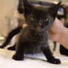 Кастрация на мъжка котка с включена венозна анестезия  от ВК Вита