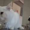 Кастрация на мъжка котка с включена венозна анестезия  от ВК Вита