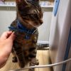 Кастрация на ЖЕНСКА котка + венозна анестезия от Ветеринарен кабинет Аврора