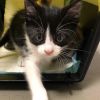 Пакет СИГУРНОСТ за малки котенца с включени ваксини от Ветеринарен кабинет Аврора