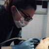 Премахване на зъбен камък + полиране от Ветеринарен кабинет Аврора