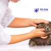 Поставяне на годишна ваксина на котка плюс преглед от Ветеринарна клиника 