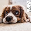 Кастрация на мъжко куче от Ветеринарна клиника Ка Вет