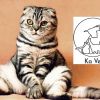 Кастрация на котка на цени от 55 лв. от Ветеринарна клиника Ка Вет