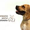 Поставяне на микрочип на куче, издаване на международен паспорт и въвеждане в базата данни на националната ветеринарномедицинска служба от Ветеринарна клиника Кракра