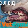 Почистване на зъбен камък с инхалационна анестезия от Ветеринарна клиника Vet Family