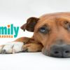Кастрация на мъжко или женско куче с включена венозна анестезия от Ветеринарна клиника Vet Family