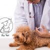 Годишна Baĸcина на куче с изследване за болестта дирофилариоза от ветеринарна клиника 