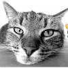 Кастрация на мъжка котка от Ветеринарна клиника 
