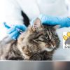 Ваксинация на котка + Копрологично изследване от Ветеринарна клиника 