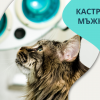 Кастрация на мъжка котка от Ветеринарна клиника 