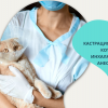 Кастрация на женска котка с инхалационна анестезия от Ветеринарна клиника 