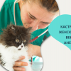 Кастрация на женска котка с венозна анестезия от Ветеринарна клиника 