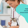 Ендоскопско изследване на храносмилателната система на куче или котка от Ветеринарна клиника 