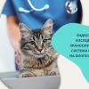 Ендоскопско изследване на храносмилателната система с взимане на биопсична проба на котка от Ветеринарна клиника 