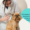 Поставяне на годишна ваксина на куче и ваксина срещу кучешка кашлица от Ветеринарна клиника 