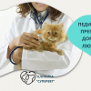 Педиатричен преглед на котенце от Ветеринарна клиника 