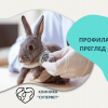 Профилактичен преглед на заек от Ветеринарна клиника 