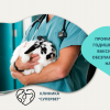 Профилактичен годишен преглед, ваксинация и обезпаразитяване на заек от Ветеринарна клиника 