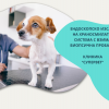 Ендоскопско изследване на храносмилателната система с взимане на биопсична проба на куче от Ветеринарна клиника 