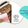 Поставяне на ваксина, чип и издаване на международен паспорт на котка от Ветеринарна клиника 