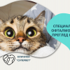 Специализиран офталмологичен преглед на котка от Ветеринарна клиника 