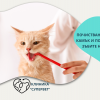 Почистване на зъбен камък и полиране на зъбите на котка от Ветеринарна клиника 