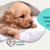 Педиатричен преглед на кученце от Ветеринарна клиника 