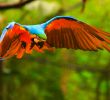 5 съвета за новите собственици на екзотична птица