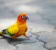 5 съвета за новите собственици на екзотична птица
