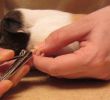 Пет съвета за изрязването на нокти