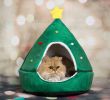 10 начина да преживеете Коледа с котка - част 2