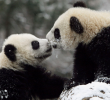 Пандата не е застрашена от изчезване!