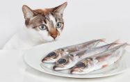 Може ли рибата да е вредна за котките?
