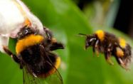 Тайният живот на дивите пчели