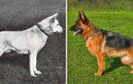 Как са изглеждали някои породи кучета преди 100 години и как изглеждат сега?