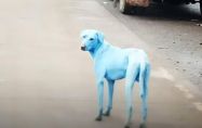 Мистериозни сини кучета в Мумбай