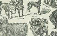 Славната и древна история на декоративните породи кучета