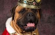 10-те най-скъпи кучешки породи за 2017г.
