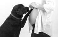 Възможно ли е кучетата да предсказват бременност преди всички?