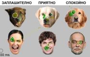 Как разчитат кучетата изражението на лицата ни.