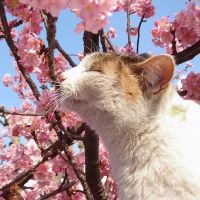 Пролетни алергии при котките